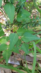 Dipogon lignosus