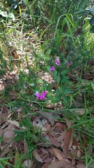 Dipogon lignosus