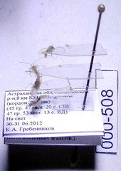 Trigonotylus pulchellus