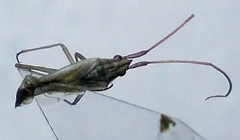 Trigonotylus pulchellus