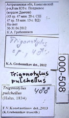 Trigonotylus pulchellus