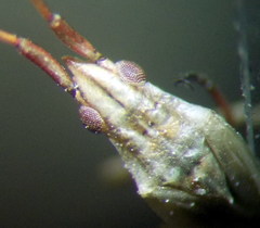 Trigonotylus pulchellus