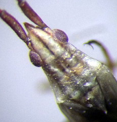 Trigonotylus pulchellus