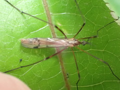 Gynoplistia inconjuncta