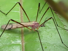 Gynoplistia inconjuncta