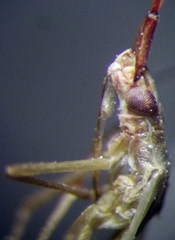 Trigonotylus pulchellus