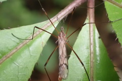 Gynoplistia inconjuncta
