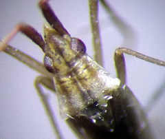 Trigonotylus pulchellus