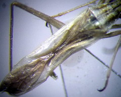 Trigonotylus pulchellus