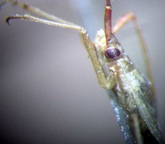 Trigonotylus pulchellus