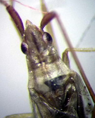 Trigonotylus pulchellus