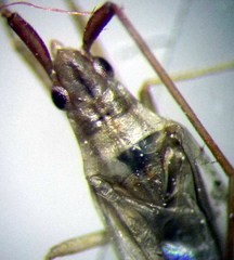 Trigonotylus pulchellus
