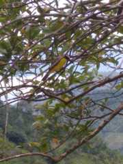 Myiozetetes cayanensis