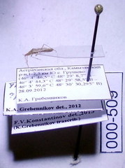 Trigonotylus pulchellus