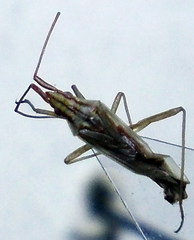 Trigonotylus pulchellus