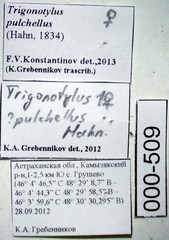 Trigonotylus pulchellus