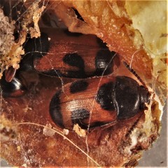 Mycetophagus punctatus