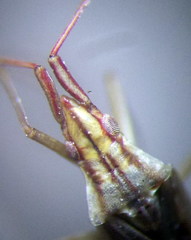 Trigonotylus pulchellus