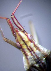 Trigonotylus pulchellus