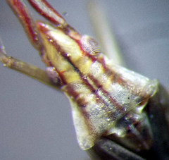 Trigonotylus pulchellus