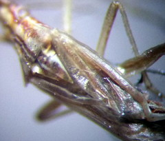 Trigonotylus pulchellus