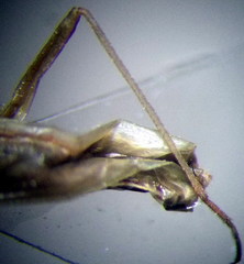 Trigonotylus pulchellus