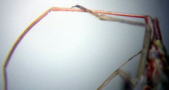 Trigonotylus pulchellus