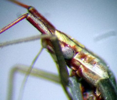 Trigonotylus pulchellus