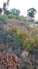 Astroloba rubriflora