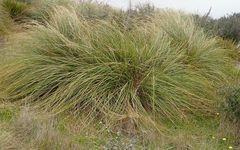 Chionochloa rigida rigida