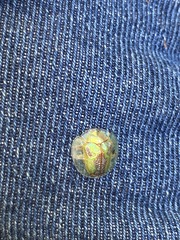 Coptocycla dorsoplagiata