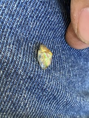 Coptocycla dorsoplagiata