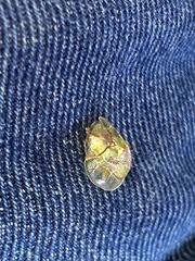 Coptocycla dorsoplagiata