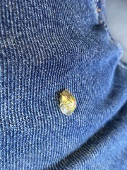 Coptocycla dorsoplagiata