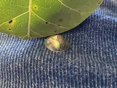 Coptocycla dorsoplagiata