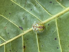 Coptocycla dorsoplagiata