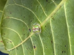 Coptocycla dorsoplagiata