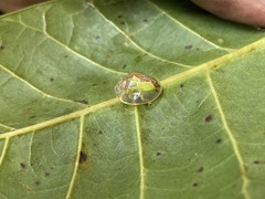 Coptocycla dorsoplagiata