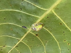 Coptocycla dorsoplagiata