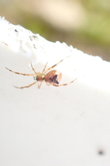 Episinus
