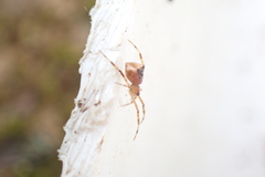 Episinus