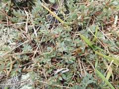 Pimelea oreophila lepta