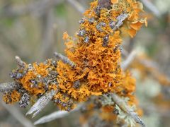 Teloschistes velifer