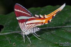 Erateina