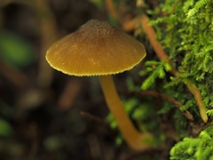 Simocybe phlebophora