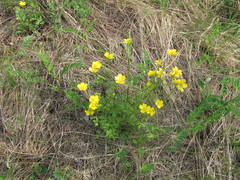 Ranunculus propinquus subborealis