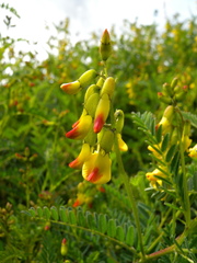 Astragalus penduliflorus