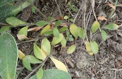 Wahlenbergia rupestris