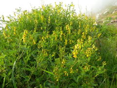 Astragalus penduliflorus