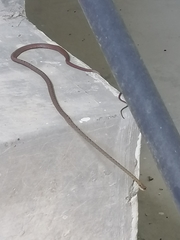 Dryophiops rubescens